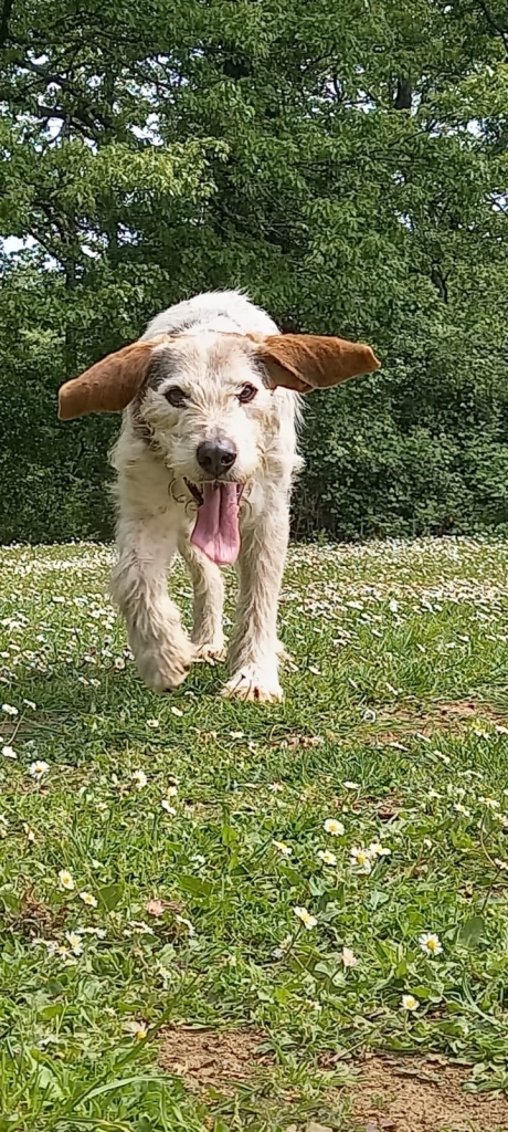 Rappresentazione visiva dell'articolo: Nuovi trend in crescita: la Pet Economy.